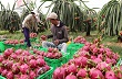 Làm gì để đẩy mạnh xuất khẩu nông, thủy sản ?